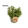 Mentha Spicata Marocan