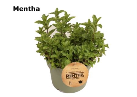 Mentha Spicata Marocan