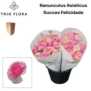 RAN SU FELICIDADE Aqua box 60