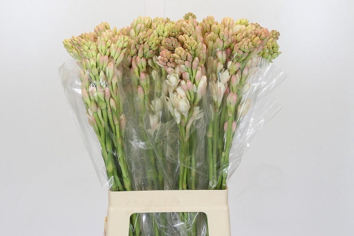 <h4>Polianthes Tuberosa</h4>