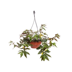 COLUMNEA SULFUREA C21