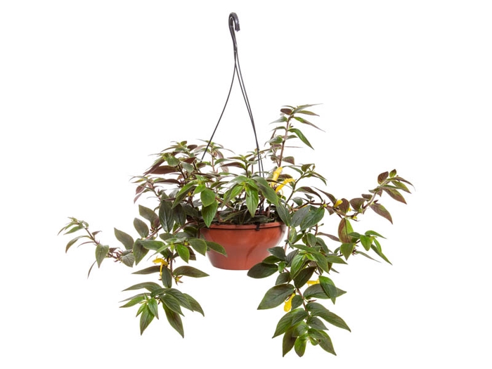 <h4>COLUMNEA SULFUREA C21</h4>