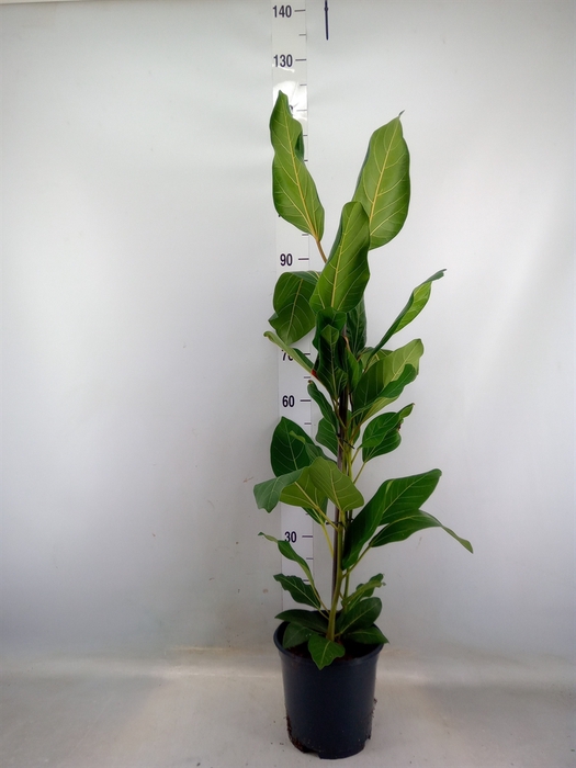 <h4>Ficus benghalensis 'Joy'</h4>