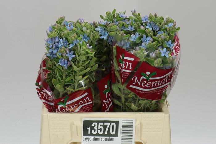<h4>Oxypetalum Coeruleum</h4>
