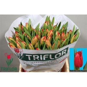 Tu Fr Re H Chili Pep