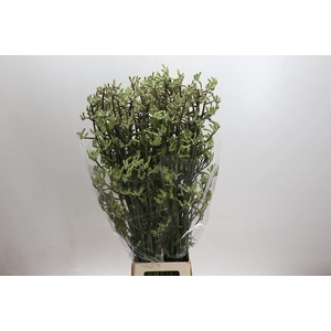 ANIGOZANTHOS OVERIG ANIGOZANTHOS GR