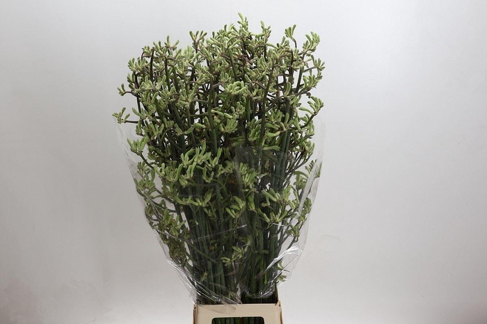 <h4>ANIGOZANTHOS OVERIG ANIGOZANTHOS GR</h4>