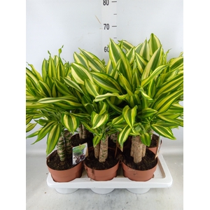 Dracaena frag.   ...