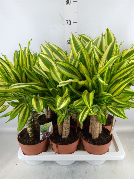 <h4>Dracaena frag.   ...</h4>
