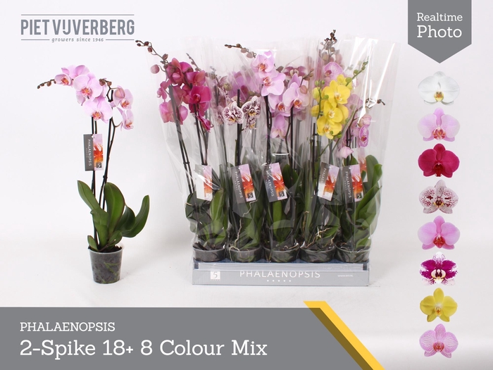 <h4>PHAL GEM 8 KL</h4>