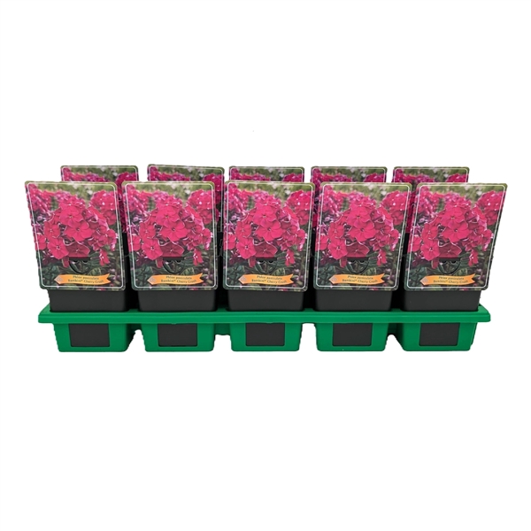 <h4>Phlox paniculata Bambini® 'Cherry Crush' P11</h4>