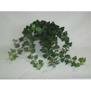 Hedera helix Wonder