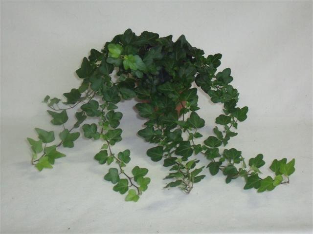 <h4>Hedera helix Wonder</h4>
