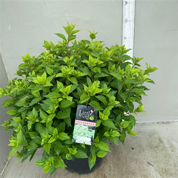 <h4>Hydrangea paniculata Little lime p35 / 20 ltr</h4>