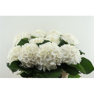 Hydr M White Verena 80-22