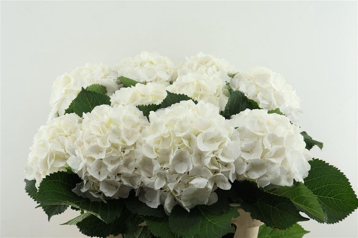 <h4>Hydr M White Verena 80-22</h4>