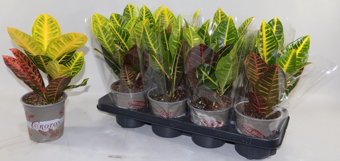 <h4>COD GR PETRA</h4>