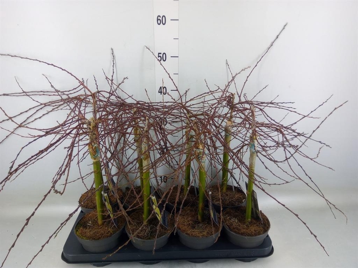 <h4>Salix repens 'Iona'</h4>