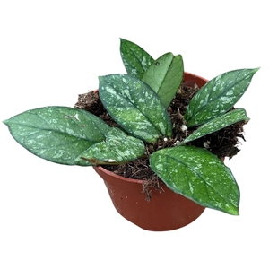 Hoya