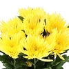 Chrys Gp Anastasia Yellow