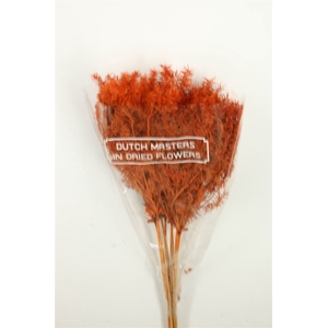 Dried Umbr. Plant Orange Bunch