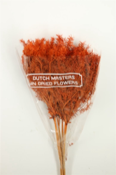 Dried Umbr. Plant Orange Bunch