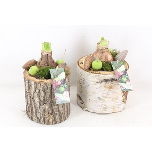 arr4 Amaryllis MB - Schors pot 285/5 L