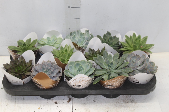 <h4>ECHEVERIA MINI P11</h4>