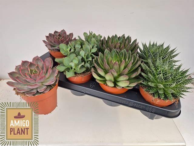 <h4>SUCC GEM 4 SRT</h4>