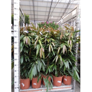 Ficus binn. 'Amstel King'