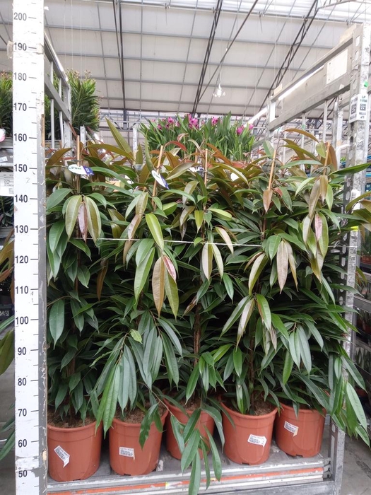 <h4>Ficus binn. 'Amstel King'</h4>