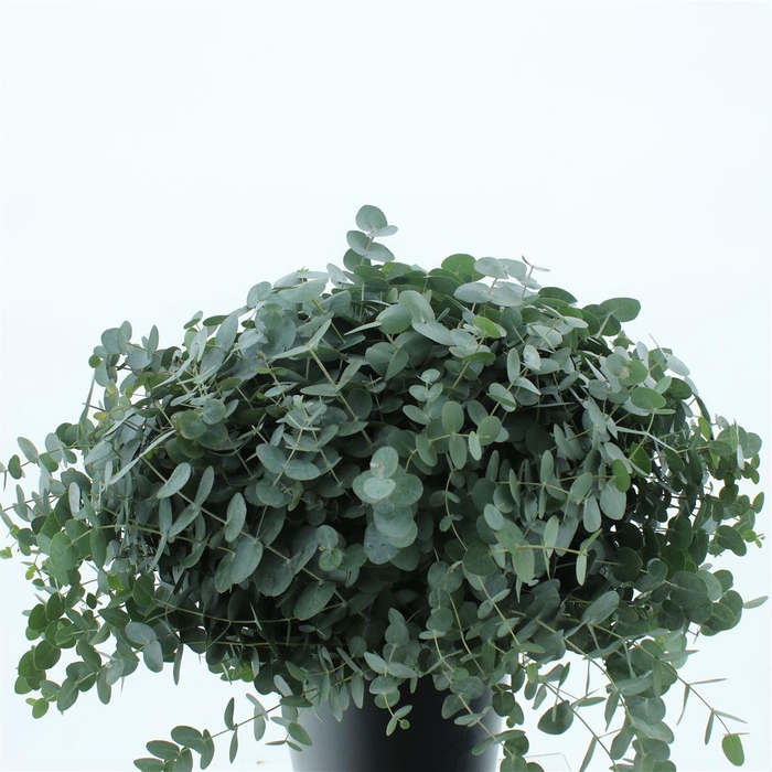 <h4>Euca Cinerea P Stem (10 Stems Per Bunch)</h4>