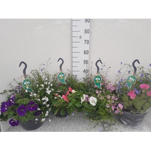 arr8 Hanging Baskets