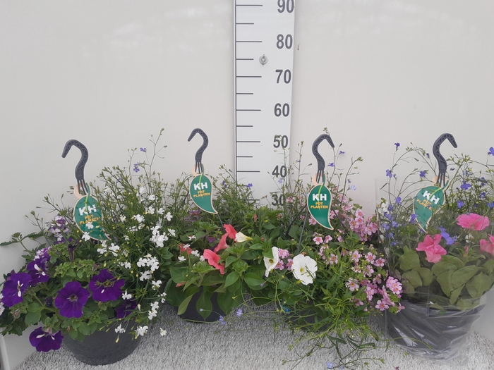 <h4>arr8 Hanging Baskets</h4>
