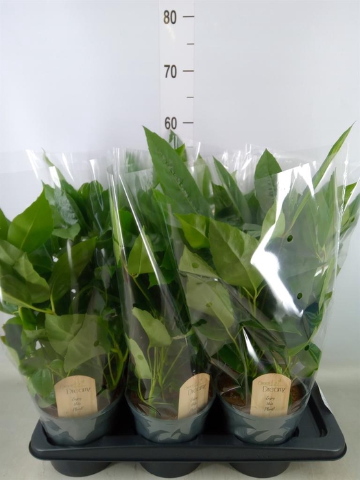 <h4>Schefflera actin.</h4>