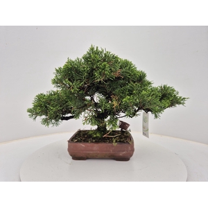 Juniperus chinensis, 21 cm