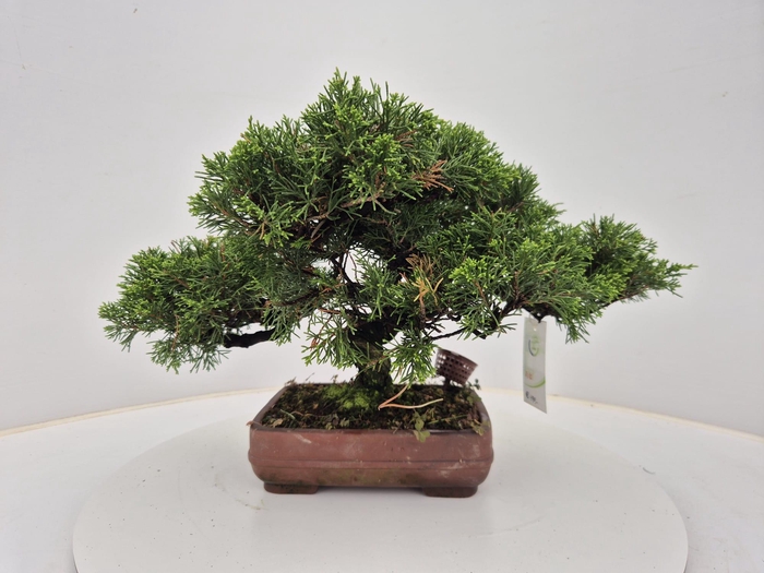 <h4>Juniperus chinensis, 21 cm</h4>