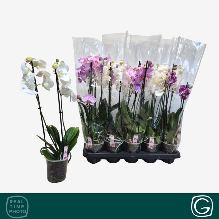 <h4>PHAL GEM 4 KL</h4>