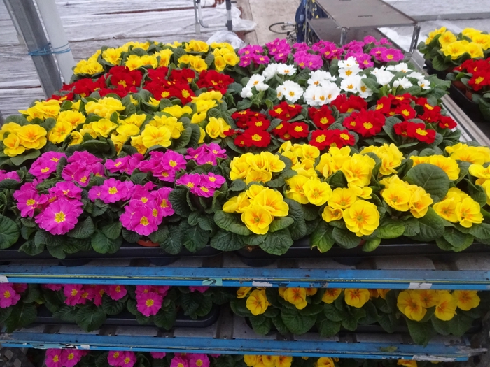 <h4>PRIM AC MIXK</h4>