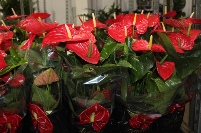 <h4>ANTHURIUM MICHIGAN P17 PREMIUM</h4>