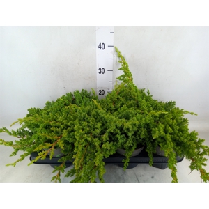 Juniperus procumbens 'Nana'