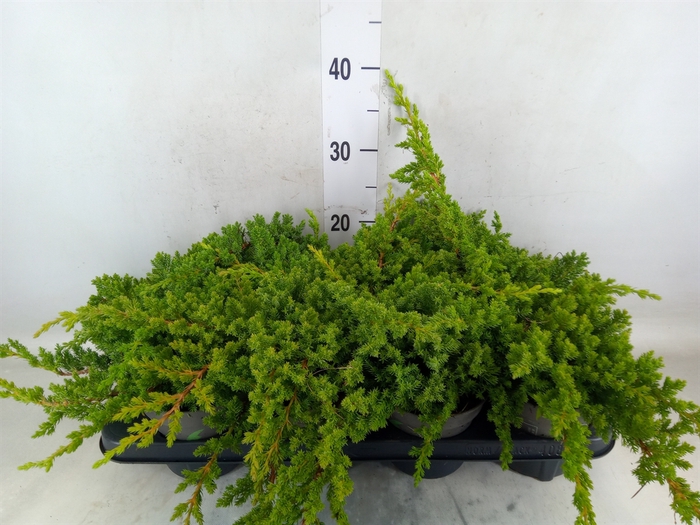 <h4>Juniperus procumbens 'Nana'</h4>