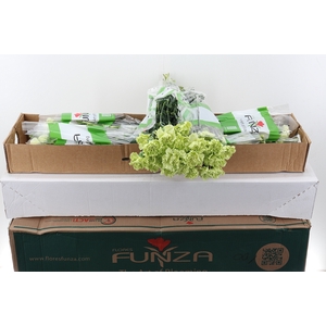 Di St Emerald green Box