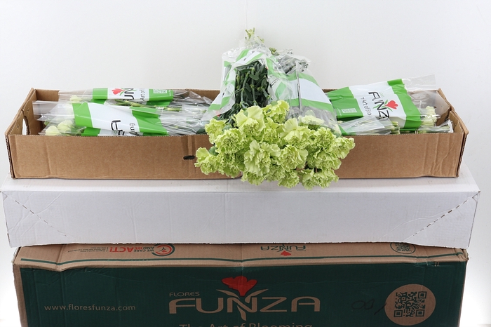 <h4>Di St Emerald green Box</h4>