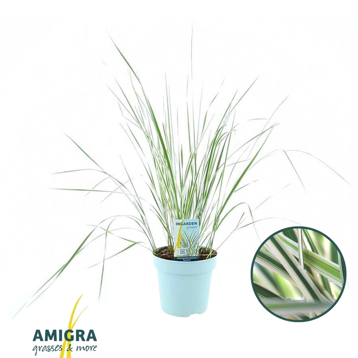 <h4>Calamagrostis accutiflora 'Overdam'</h4>