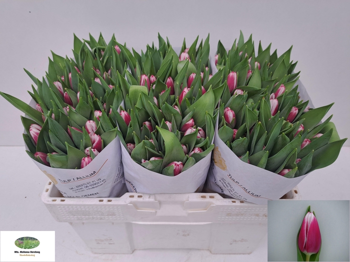 <h4>TU EN KAMALIYA</h4>