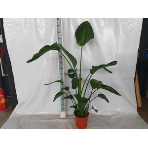 STRELITZIA NICOLAI