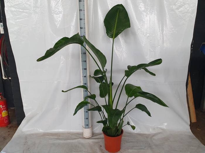 <h4>STRELITZIA NICOLAI</h4>