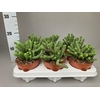 Crassula Hottentot