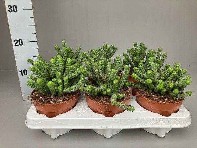 <h4>Crassula hottentot</h4>